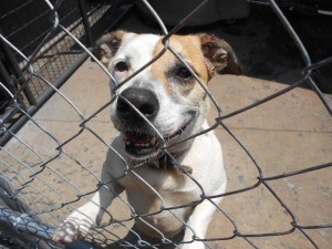 A Dog At St. Francis